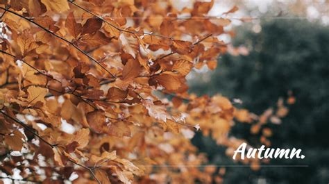 Autumn Leaves Powerpoint Templates 4 Presentation