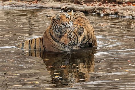 Bengal Tiger Panthera Tigris Female License Image