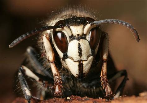 Bald Faced Hornet Nps National Capital Region Bees And Wasps