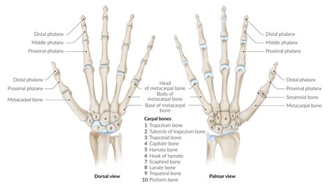 Scaphoid Tubercle