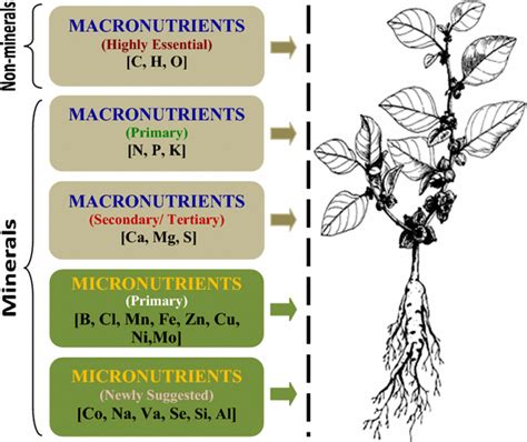 Essential Macronutrients In Plants By Pritish Halder