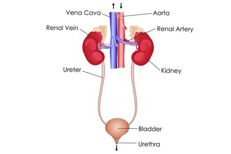 Esl printable body parts vocabulary worksheets, picture dictionaries, matching exercises, word search and crossword puzzles, missing letters in words and unscramble the words exercises, multiple choice tests, flashcards, vocabulary learning cards, esl fidget spinner and dominoes. Excretory System: Definition, Diagram, Organs and Function ...