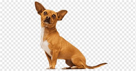 Beverly Hills Chihuahua Beverly Hills Chihuahua Papi Jr Delgado