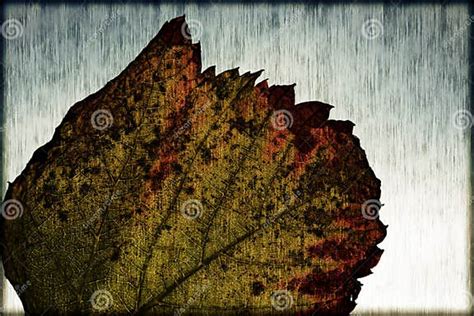 Red Vine Leaf Stock Image Image Of Color Colorful Grapevine 34492253