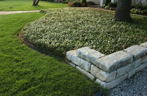 Low Maintenance Drought Friendly Landscapes Call For Groundcovers
