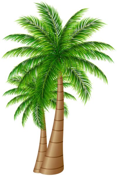 Palm Tree Png Transparent Image Download Size 399x600px
