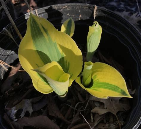 Photo Of The Entire Plant Of Hosta Ben Vernooij Posted By Amazindirt