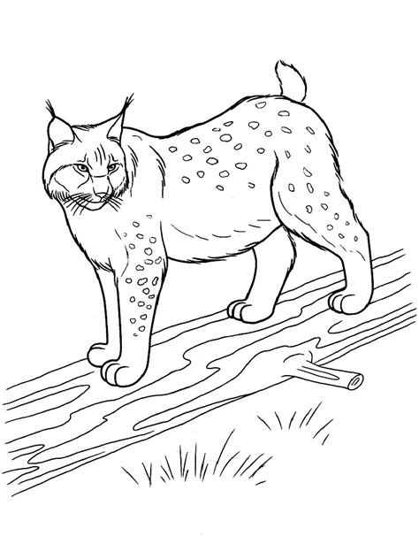 Lynx Coloring Sheet Coloring Pages