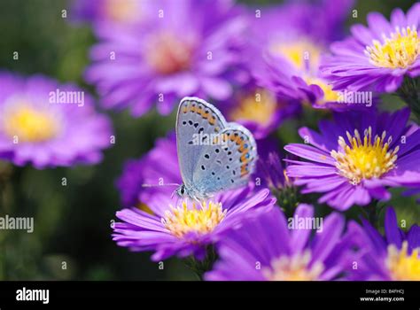 Beautiful Butterfly On Purple Flower Stock Photo Alamy