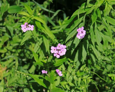 Pink Wildflowers