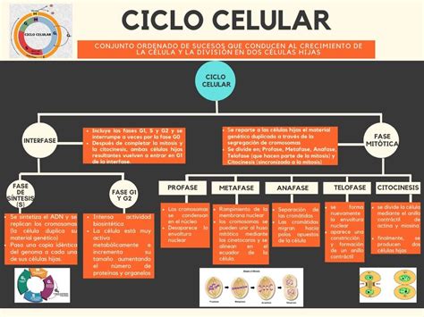 Mapa Mental Ciclo Celular