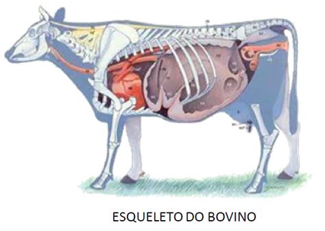 Anatomia Do Bovino Laboratorio De Anatomia E Fisiologia Animal Lafa