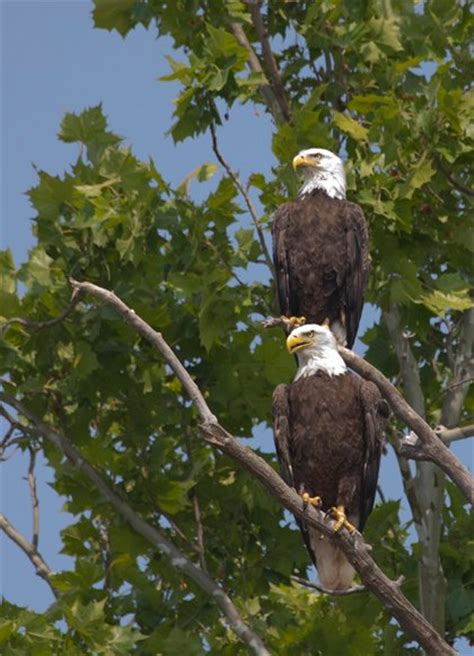 Eaglemania—the James Rivers Resident Eagles