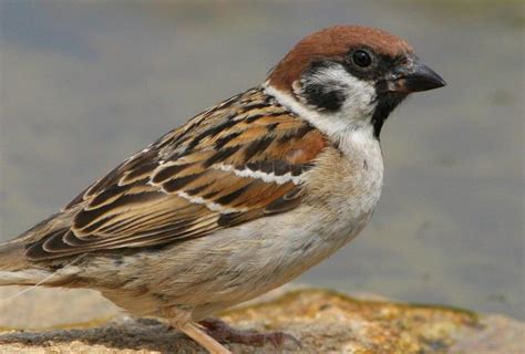 Während wohl jeder weiss, wie eine meise aussieht oder ein spatz, wird es beim buchfink schon deutlich schwerer. Die 30 häufigsten Gartenvögel - LBV - Gemeinsam Bayerns ...