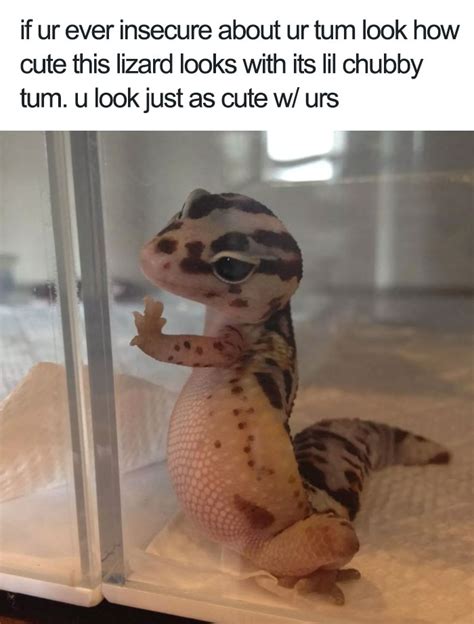 10 Of The Happiest Animal Memes To Start The Week With A