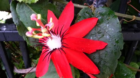 Scarlet Passion Flower Passiflora Coccinea Red Passion Flower Hd 01