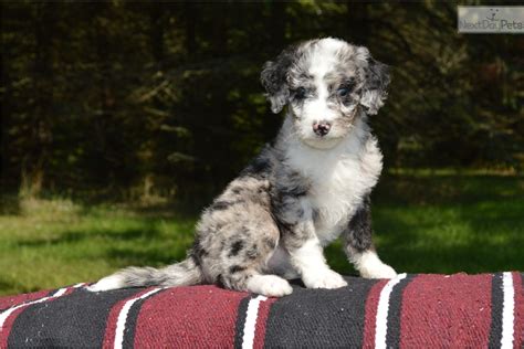 Doris (female) and fisher (male). Dezzi: Aussiedoodle puppy for sale near Central Michigan ...
