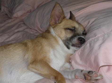 50 Sleepy Dogs Whore Definitely Not Letting You Sleep In Your Bed