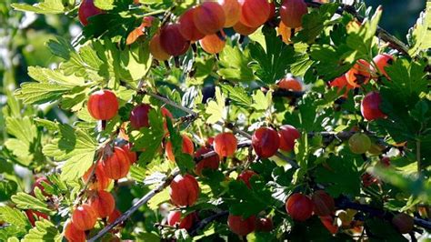 Summer Berries Gooseberry Acreage Life Nebraska