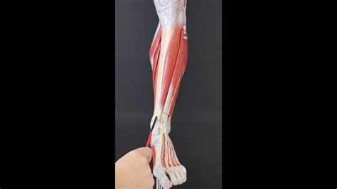 Jul 02, 2021 · a strain is when a muscle becomes overstretched and tears. Muscles of the lower leg - YouTube