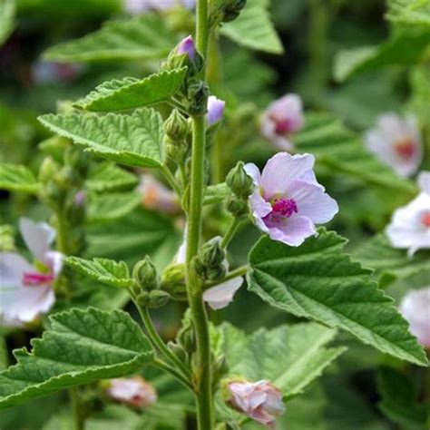 7,734,643 likes · 134,903 talking about this. Marshmallow Medicinal Herb Plant Start - Victory Gardeners