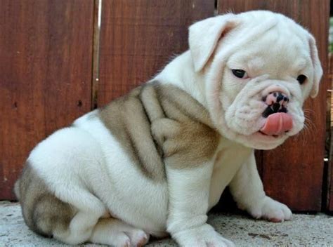 Micro chipped contact me for more information and pictures. 43 best images about Miniature English Bulldogs on ...