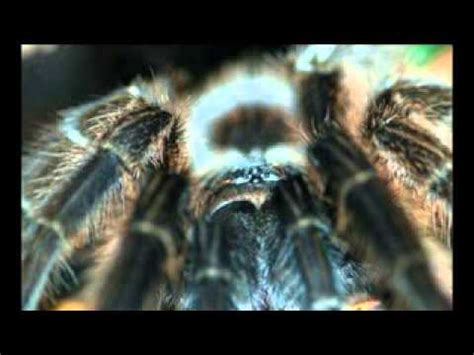 Anreise mit dem auto ab salzburg. Haus der Natur Salzburg - YouTube