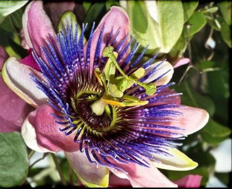 Blue Passion Osaka Flower 10 Seeds Mexican Flowers Exotic Flowers