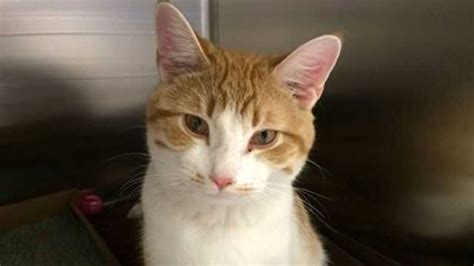 To see adoption fees and what is covered when you adopt from the humane society of charles county — click here. Nebraska Humane Society offers free cats