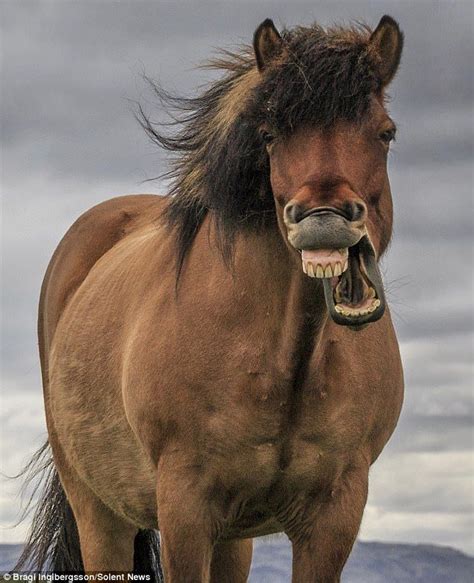 A Horse With Its Mouth Open Showing Teeth