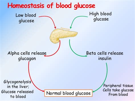 Human Biology Online Lab Glucose Levels Homeostasis By Michael Kim