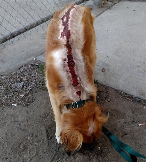 But what if a dog is in trouble and needs a hero? Golden Retriever Makes Astounding Recovery After Being ...