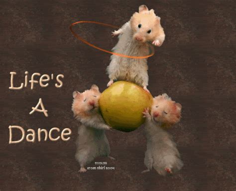 Happy Hamster Dance 