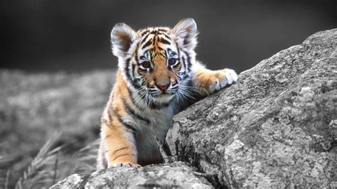 Baby Snow Tiger Wallpapers Top Free Baby Snow Tiger Backgrounds