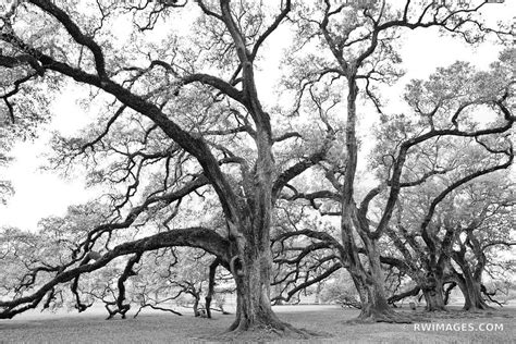 Framed Photo Print Of Live Oak Trees Oak Alley Plantation Vacherie