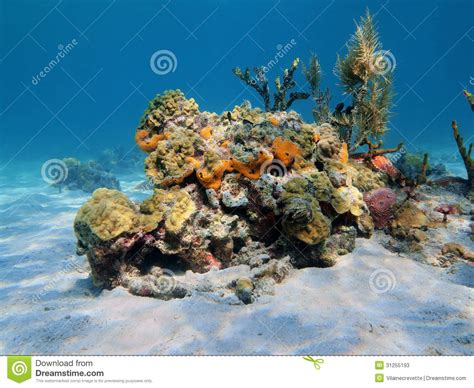 Colorful Under Water Marine Life Stock Image Image Of