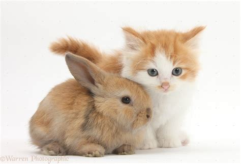 Cute Baby Puppies And Kittens And Bunnies