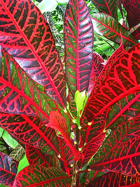 Croton Tropical Garden Design Tropical Landscaping Landscaping Tips