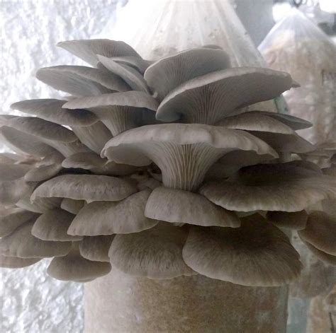 Buy 100 Grams 4 Oz Of Phoenix Oyster Mushroom Spawn Mycelium To Grow