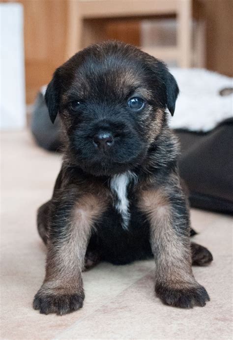 Steve dean, the chair of the british kennel club, owns an. Border Terrrier Puppies, Breed Information, Dog Photos ...
