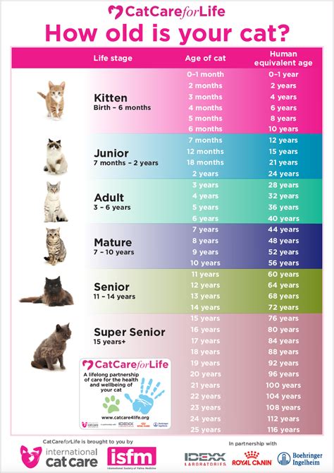 Are you surprised at your cat's human age? Life stages | Cat Care for Life