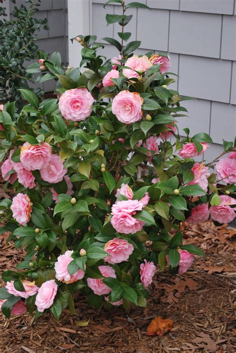 When the camellia blooms reminds us that happiness is not supposed to be chased. camellias | The Flourishing Tree
