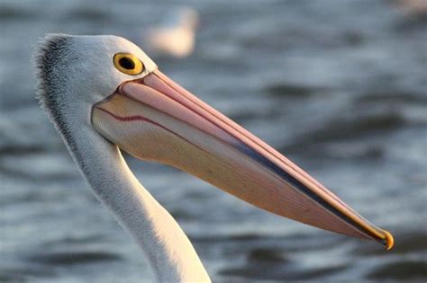 Amazing Facts About Pelicans Fun Facts Pelican Photos Pelican