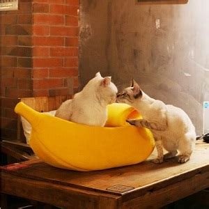 If you wish to understand anything new, it will look like the world knows significantly more than you do, and. Amazon.com : · Petgrow · Cute Banana Cat Bed House Large ...