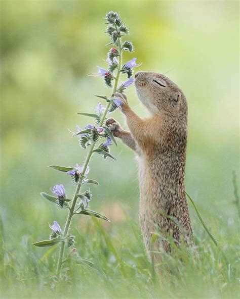 Natures Magical Little Moments By Austrian Photographer Animal