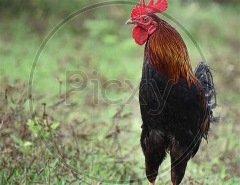 Image Of Close Up Of A Indian Male Cock Having Shallow Depth Of Field Ur629501 Picxy