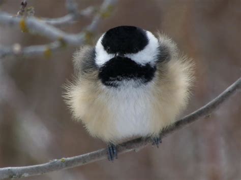 Calgarys Favorite Song Bird Our Black Capped Chickadee The Wild