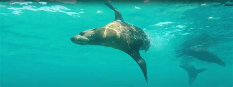 Seal And Dolphin Swim Watch Tours Melbourne Queenscliff