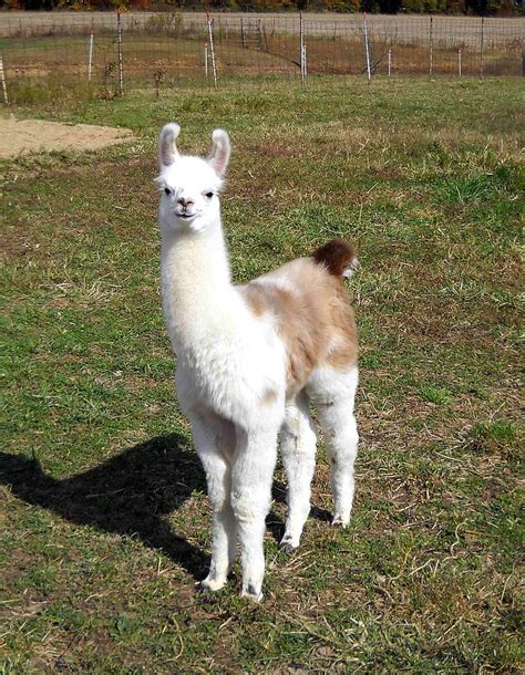 Cute Llamas Animals Animals World