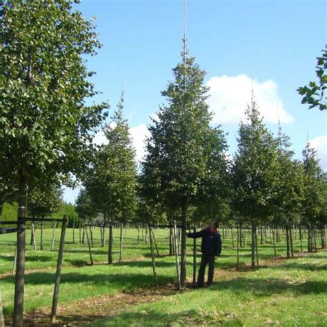 Buy Tilia Cordata ‘greenspire Tree Hillier Trees